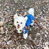 走るの大好き！＝モジャさん（@moja_inu_tokyo）提供