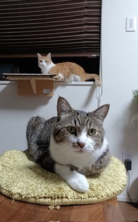 「猫は内」で！（画像提供：まめたろさん）