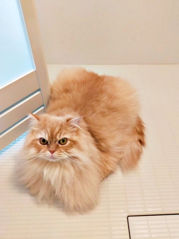 飼い主さんがお風呂から上がるのを待つみつきさん（画像提供：みつきさん）