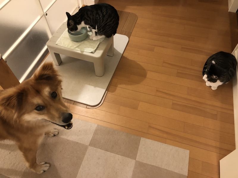 水場は４カ所。バッティングしたときは先着順を順守