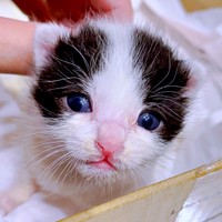 保護当時、哺乳瓶でミルクを飲んでいたハルさん（画像提供：APO（ポメラニアン）さん）