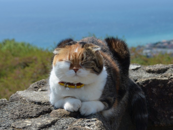 目を閉じてくつろぐチャミ