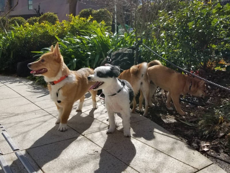 みんな、何を見ているの？（UG DOGS提供）