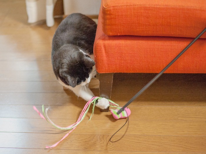 捕まえても食べられないのに、夢中で追いかける（小林写函撮影）