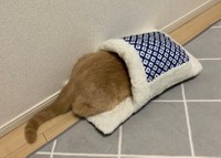 頭隠して尻隠さず=ちゃちゃまるすももさん（@manmaruchan21）提供