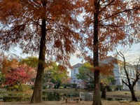 右：メタセコイア　左：ラクウショウ