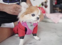 チワワは足と地面の距離が近いため、雨の日は「雨具」が必須（提供：choppiさん）