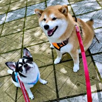 同居犬のいくらちゃんと一緒に散歩するあずきちゃん（画像提供：林さん）