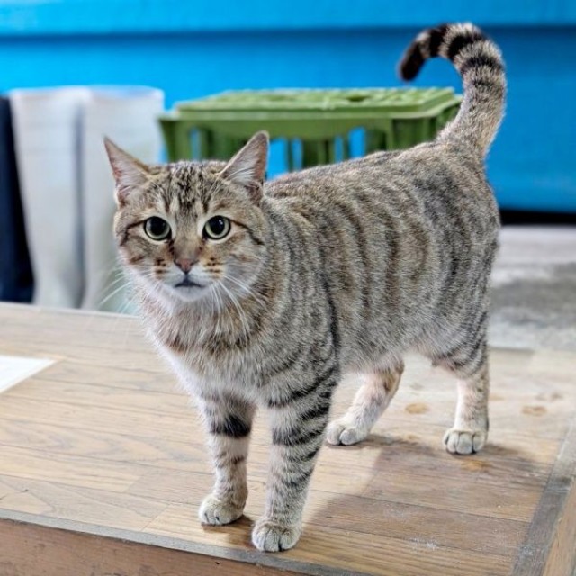 保護直前、飼い主さんとの距離がぐっと縮まったキィちゃん（画像提供：アヴェマナヴさん）