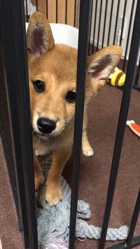 パピー時代の一枚（画像提供／おまめさん）