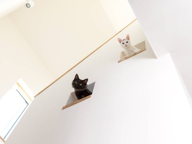 猫に楽しい仕掛けがいっぱい