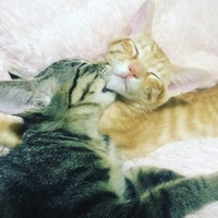 アムっとはんでいるが、ぐっすり寝ている2匹（右がもスケくん）