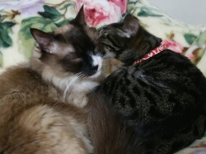 ２匹で寄り添うと、もっと温かい