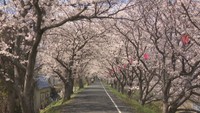 約2kmの“桜のトンネル”　岡山・井原市の「井原堤」 で桜が満開