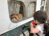 窓越しに”高貴”に会えるのが楽しみな娘さん（提供：ほそいあや さん）