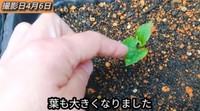 【15日後】葉を残しておいた方は葉が2枚に増え大きくなりました／「庭づくり大好きおじさん」さん（@diy48）提供