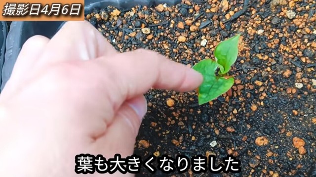 【15日後】葉を残しておいた方は葉が2枚に増え大きくなりました／「庭づくり大好きおじさん」さん（@diy48）提供