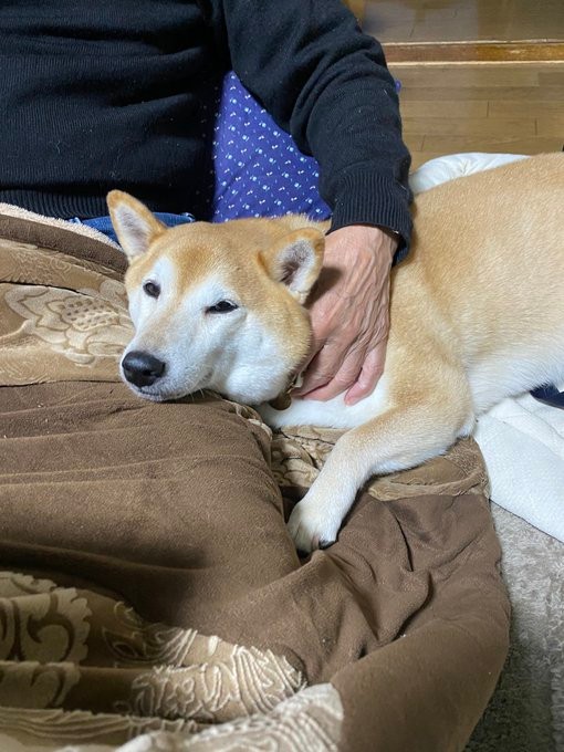 「じーじ（飼い主父）が一番甘いことを知ってるのでお腹が空くと甘えにいってます。とても賢いのでどうすれば自分の願いが叶うかをよく知っています」（提供：柴犬ロコさん）