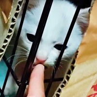 保護後、飼い主さんの指先のニオイをかぐるるさん（画像提供：あるくきくらげさん）