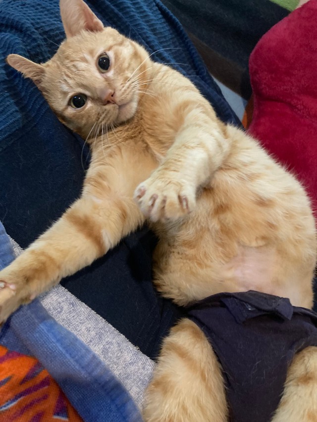 ふくよかになったテオくん