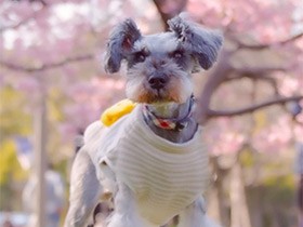 お散歩が大好きなミニシュナ「ゅずゅ☆彡」　実は最強の雨男犬