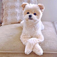 「何か？」 いたずらをしたとは思えない落ち着きを見せるちくわくん（画像提供：ちくわ君 シーポメさん）