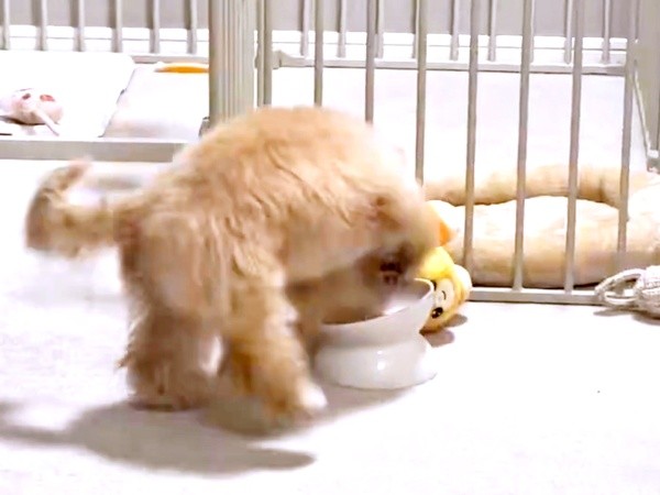 「どこ！？」 ご飯の器の中を掘り出すからあげちゃん（画像提供：からあげという犬さん）