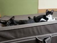 子猫時代、新たな猫生を歩み始めたハナちゃん（画像提供：Ai Tannoさん）