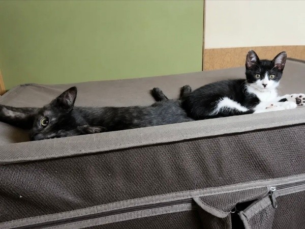 子猫時代、新たな猫生を歩み始めたハナちゃん（画像提供：Ai Tannoさん）