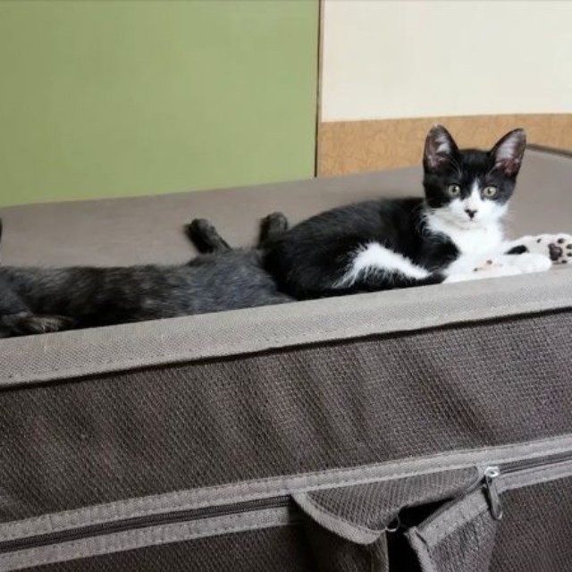 子猫時代、新たな猫生を歩み始めたハナちゃん（画像提供：Ai Tannoさん）