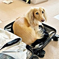  パパのスーツケースに入るちゃちゃちゃん（画像提供：ちゃちゃさん）