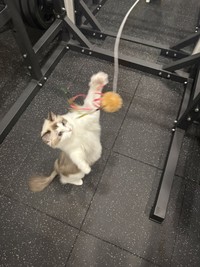 自宅のトレーニングルームで筋トレ（宮尾さん提供）