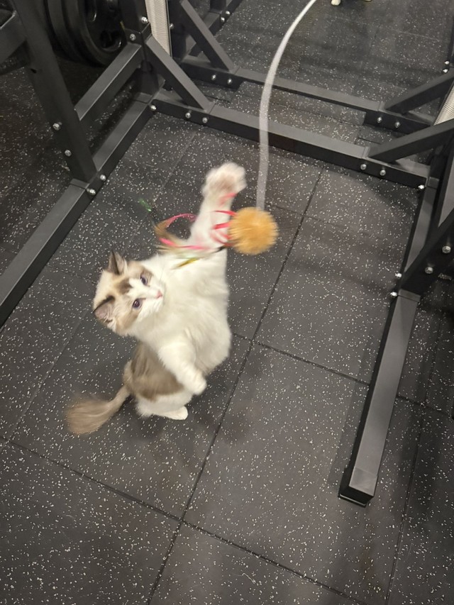 自宅のトレーニングルームで筋トレ（宮尾さん提供）