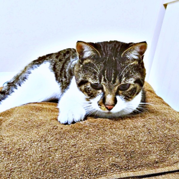 保護時、推定3歳だったてつおくん。すぐにパパの枕上でくつろいでいました（画像提供：まりてつさん）