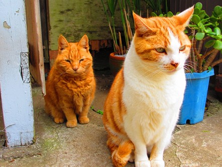 飼うペットは、流行ではなくライフスタイルに合わせて