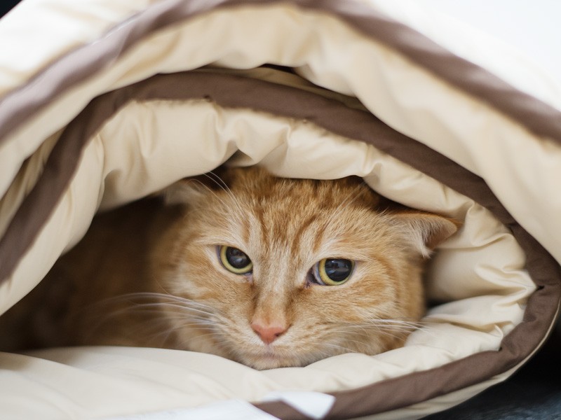 「チョコレートロールケーキのまね」（小林写函撮影）