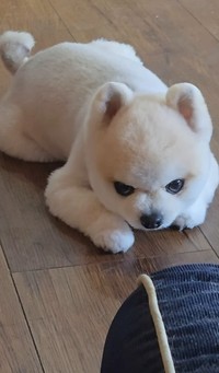 犬の整体にも相談したところ…後ろ足が脱臼しかけていると言われたという（「ポメラニアンのマメすけ」さん提供、Instagramよりキャプチャ撮影）
