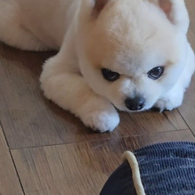 犬の整体にも相談したところ…後ろ足が脱臼しかけていると言われたという（「ポメラニアンのマメすけ」さん提供、Instagramよりキャプチャ撮影）
