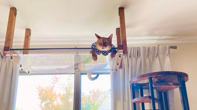 DYIで作ったという猫も人も眼福「見晴し台」でくつろぐ=無重力猫ミルコのお家@ねこ休み展さん（@ccchisa76）提供