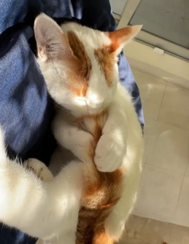 尻尾をしゃぶるのが癖／猫専用賃貸 Gatos Apartmentさん（gatos_apartment）提供