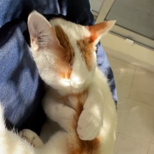 尻尾をしゃぶるのが癖／猫専用賃貸 Gatos Apartmentさん（gatos_apartment）提供