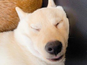 Stay Home！ お昼寝も二度寝も好きなだけ 豆柴「泪」