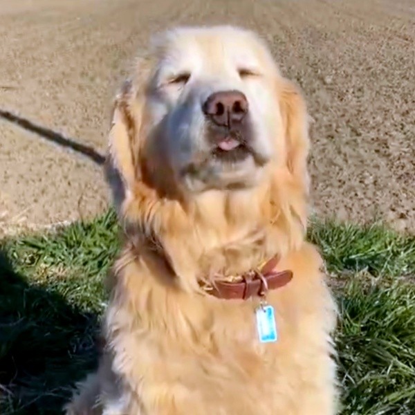 「おいで！」と言われて舌ペロするノアちゃん（画像提供：えっちゃんさん）