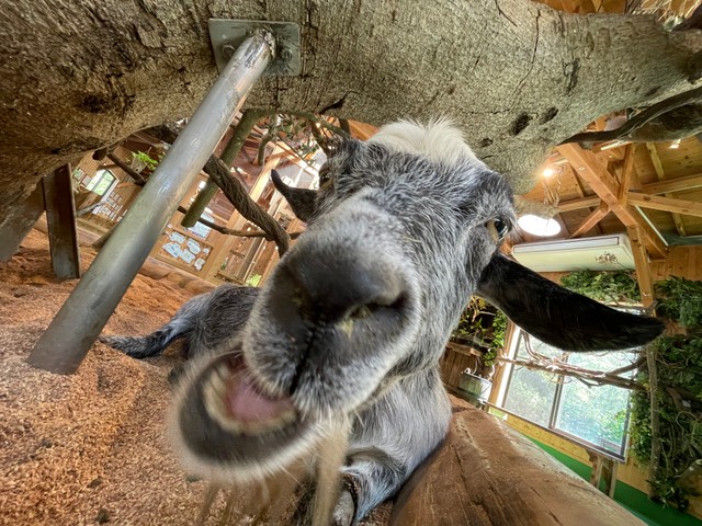 ヤギのキャサリン（長崎バイオパーク提供）