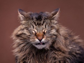 猫のクリプトコッカス症は鳥の糞が原因　人や犬も感染