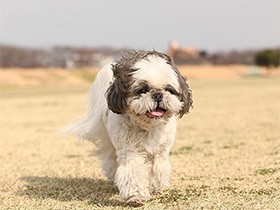 いっぱい歩いたね　目指せ成人式、14歳のシーズー「くー助」