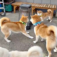 かまわず楽しそうに遊ぶゆずちゃんと茶太郎くんのもとに「ぼくも入れて」と近寄る笑太郎くん（右手前）（画像提供：柴犬みかんと白柴Q太郎と佐藤さん）