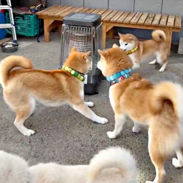 かまわず楽しそうに遊ぶゆずちゃんと茶太郎くんのもとに「ぼくも入れて」と近寄る笑太郎くん（右手前）（画像提供：柴犬みかんと白柴Q太郎と佐藤さん）