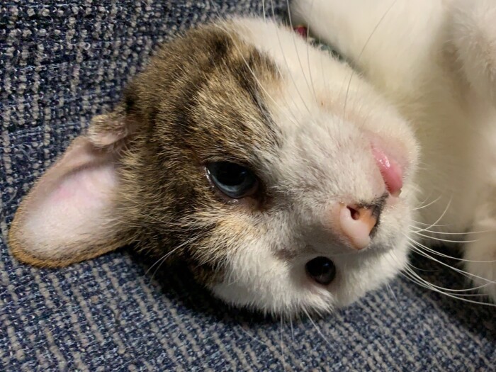 「きれいな寝床で寝るのって幸せね」（千緒さん提供）