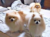 ベッドを占領する（左から）すももくん、つららくん（後ろ）母犬のとろろちゃん（画像提供：ポメラニアンのとろろさん）